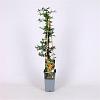 Pyracantha 'Golden Charmer' Pot 2 Liter