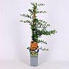 Pyracantha 'Soleil d'Or' Pot 2 Liter