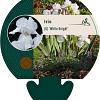 Iris (G) 'White Knight' Pot 9 cm
