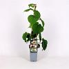Actinidia deliciosa Solissimo Pot 2 Liter