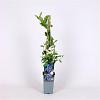 Vaccinium c. 'Bluejay' Pot 2 Liter
