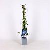 Vaccinium c. 'Duke' Pot 2 Liter