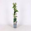 Vaccinium c. 'Jersey' Pot 2 Liter