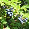 Vaccinium c. 'Jersey' Pot 2 Liter