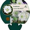Scabiosa cauc. 'Miss Willmott' Pot 9 cm