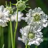 Scabiosa cauc. 'Miss Willmott' Pot 9 cm