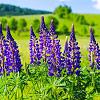 Lupinus 'Gallery Blue' Pot 9 cm