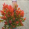 Leucothoe 'Little Flames' Pot 5 Liter 