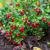Vaccinium vitis-id. Fireballs Pot 2 Liter