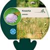 Knautia arvensis Pot 9 cm
