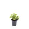 Alchemilla mollis Pot 1,5 liter