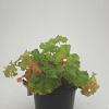 Alchemilla mollis Pot 1,5 liter