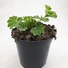 Alchemilla mollis Pot 1,5 liter