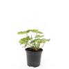 Alchemilla mollis Pot 1,5 liter