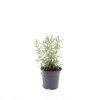 Rosmarinus officinalis Pot 1,5 liter