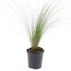 Stipa tenuissima 'Ponytails' Pot 1,5 liter