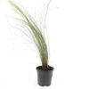 Stipa tenuissima 'Ponytails' Pot 1,5 liter