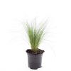Stipa tenuissima 'Ponytails' Pot 1,5 liter