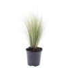 Stipa tenuissima 'Ponytails' Pot 1,5 liter