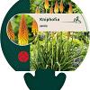 Kniphofia uvaria Pot 9 cm