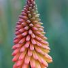 Kniphofia uvaria Pot 9 cm