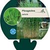 Phragmites australis Pot 9 cm