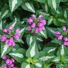 Lamium mac. 'Beacon Silver' Pot 9 cm
