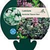 Lamium mac. 'Beacon Silver' Pot 9 cm