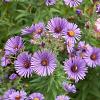 Aster 'Wood's Purple' Pot 2 Liter