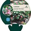 Lamium mac. 'Pink Pewter' Pot 9 cm