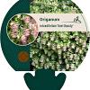 Origanum rot. 'Kent Beauty' Pot 9 cm