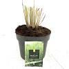Panicum virgatum 'Northwind' Pot 2 Liter