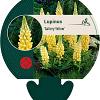 Lupinus 'Gallery Yellow' Pot 9 cm