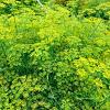Foeniculum vulgare 'Giant Bronze' Pot 9 cm