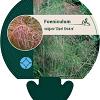 Foeniculum vulgare 'Giant Bronze' Pot 9 cm