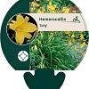 Hemerocallis 'Corky' Pot 9 cm