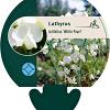 Lathyrus latifolius 'White Pearl' Pot 9 cm