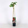 Rubus idaeus 'Glen Ample' Pot 2 Liter