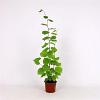Corylus avellana Pot 5 Liter 60 - 80 cm