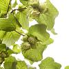 Corylus avellana Pot 3 Liter 60 - 80 cm