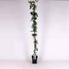 Jasminum officinale Pot 5 Liter 150 - 175 cm