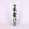 Jasminum polyanthum Pot 2 Liter
