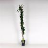 Lonicera henryi 'Copper Beauty' Pot 5 Liter 150 - 175 cm