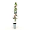 Parthenocissus henryana Pot 2 Liter80 - 100 cm