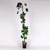 Parthenocissus quinquefolia Pot 5 Liter 150 - 175 cm