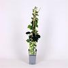 Parthenocissus tr. 'Green Spring' Pot 2 Liter