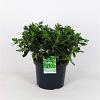 Pittosporum tob. 'Nanum' Pot 5 Liter 