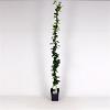 Trachelospermum jasminoides Pot 5 Liter 150 - 175 cm