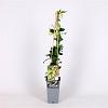 Trachelospermum j. Star of Toscane Pot 2 Liter