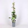 Trachelospermum j. 'Variegatum' Pot 2 Liter